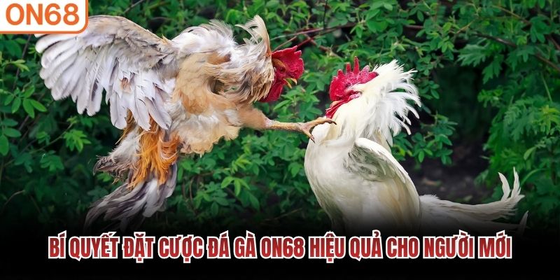 Bí quyết đặt cược đá gà ON68 hiệu quả cho người mới