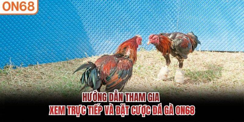 Hướng dẫn tham gia xem trực tiếp và đặt cược đá gà ON68
