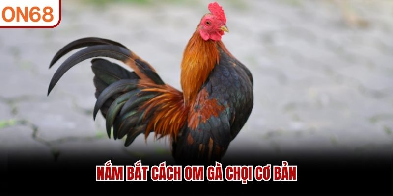 Nắm bắt cách om gà chọi cơ bản