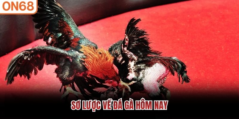 Sơ lược về đá gà hôm nay