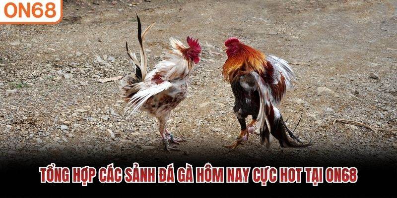 Tổng hợp các sảnh đá gà hôm nay cực hot tại ON68