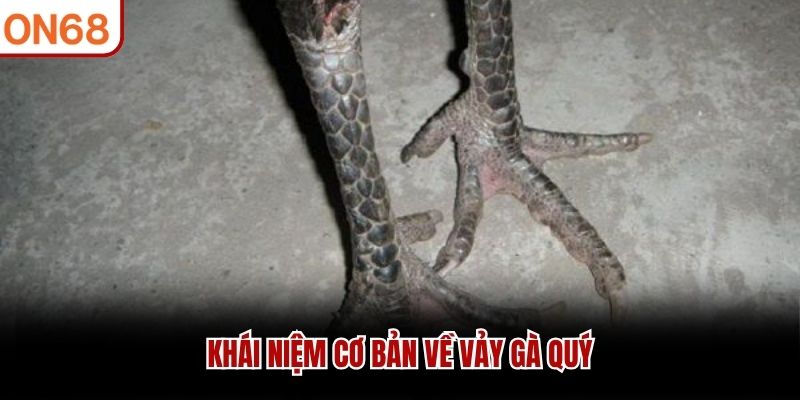 Khái niệm cơ bản về vảy gà quý