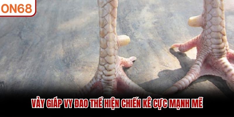 Vảy giáp vy đao thể hiện chiến kê cực mạnh mẽ